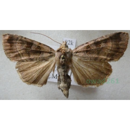 Diarsia brunnea (Denis & Schiffermüller, 1775) Rolnica brunatna Slovakia92k